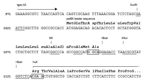 TGEX-LC-hK-Zeo cloning site